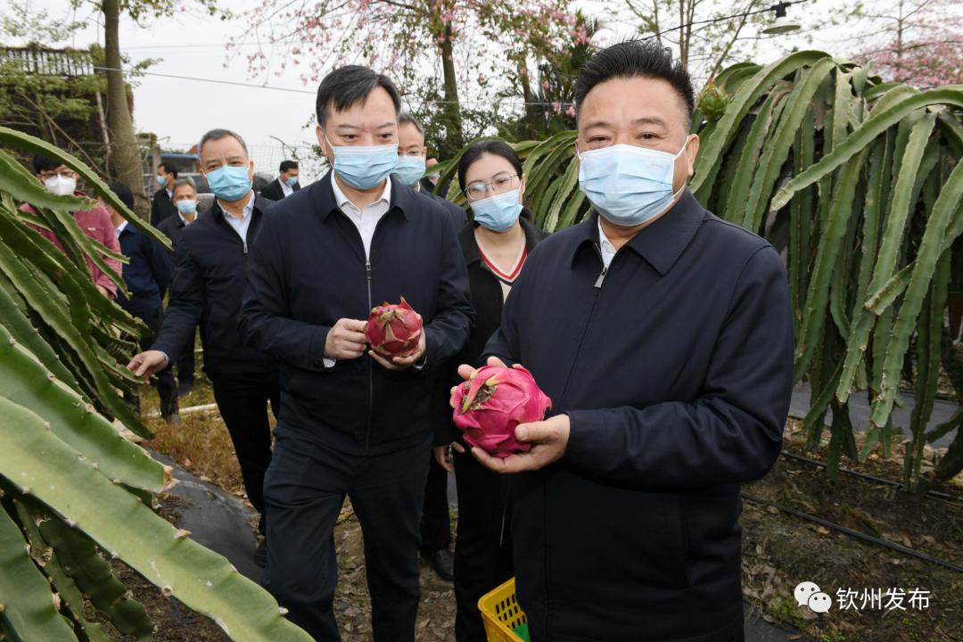 探索未来，关于新澳免费资料大全的维护释义与落实策略